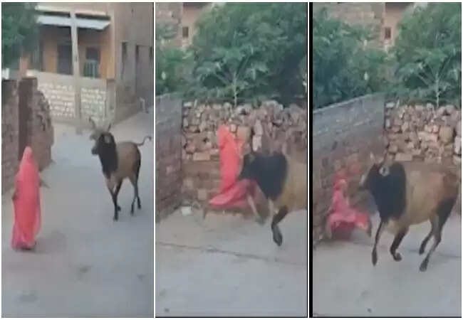 जोधपुर में सांड के हमले से महिला गंभीर रूप से घायल