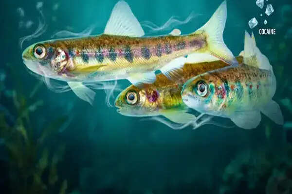 कोकीन के प्रभाव से मछलियों का व्यवहार बदल रहा है, वैज्ञानिकों का चौंकाने वाला खुलासा