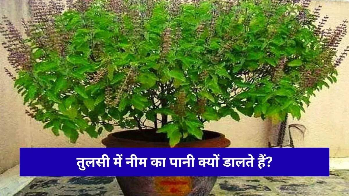 तुलसी पौधे के लिए नीम पानी: एक प्राकृतिक उपाय