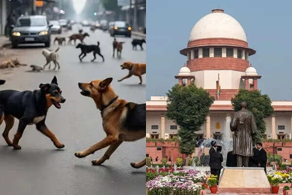 सुप्रीम कोर्ट का आदेश: लावारिस कुत्तों को 8 सप्ताह में शेल्टर भेजें