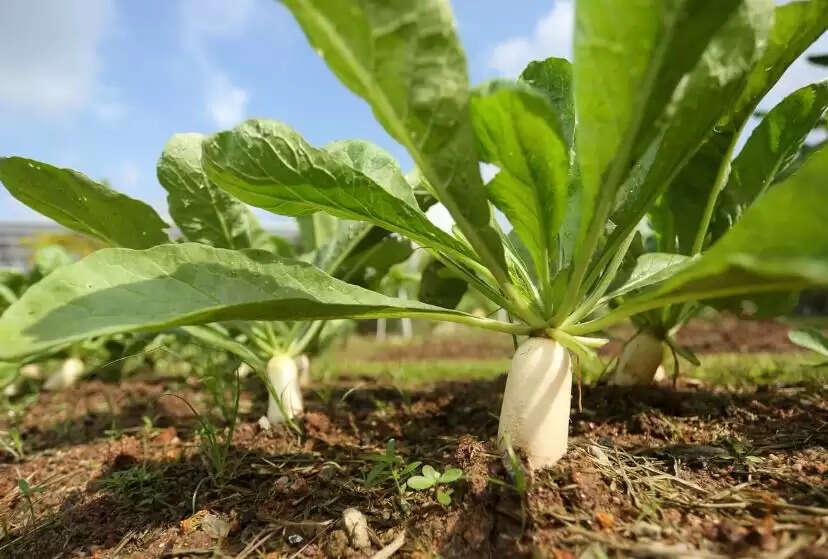 मूली के अद्भुत स्वास्थ्य लाभ और उपयोग के तरीके