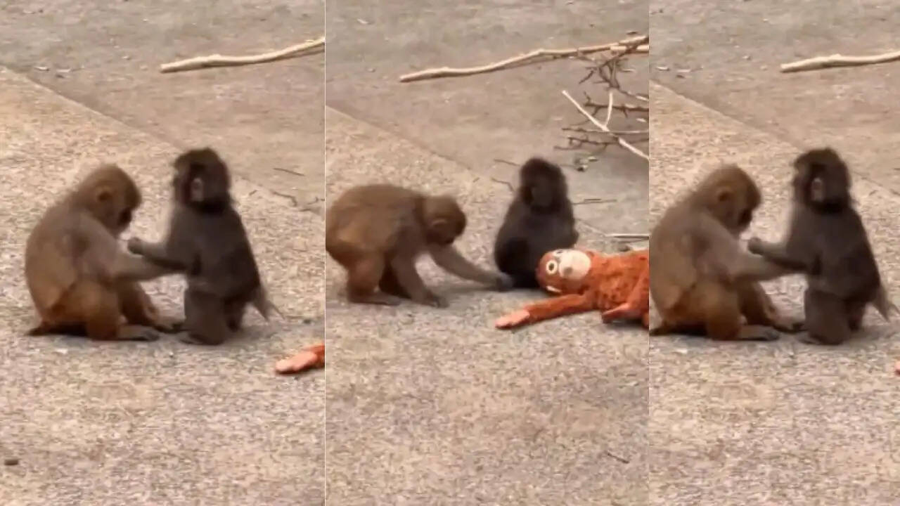 जापान के मैकाक बंदर पंच की नई दोस्ती: मोमो-चान के साथ खुशियों की शुरुआत