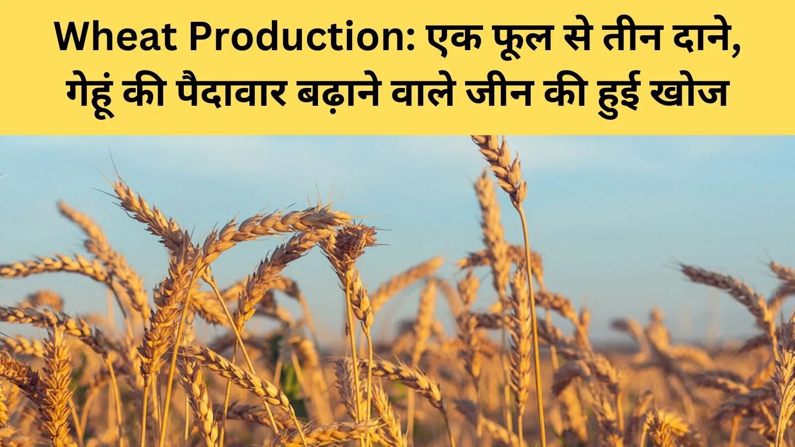 गेहूं की नई किस्म में जीन की खोज से उपज में वृद्धि की संभावना