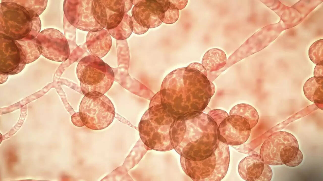 Candida auris: एक खतरनाक फंगस जो स्वास्थ्य के लिए बन रहा है गंभीर चुनौती