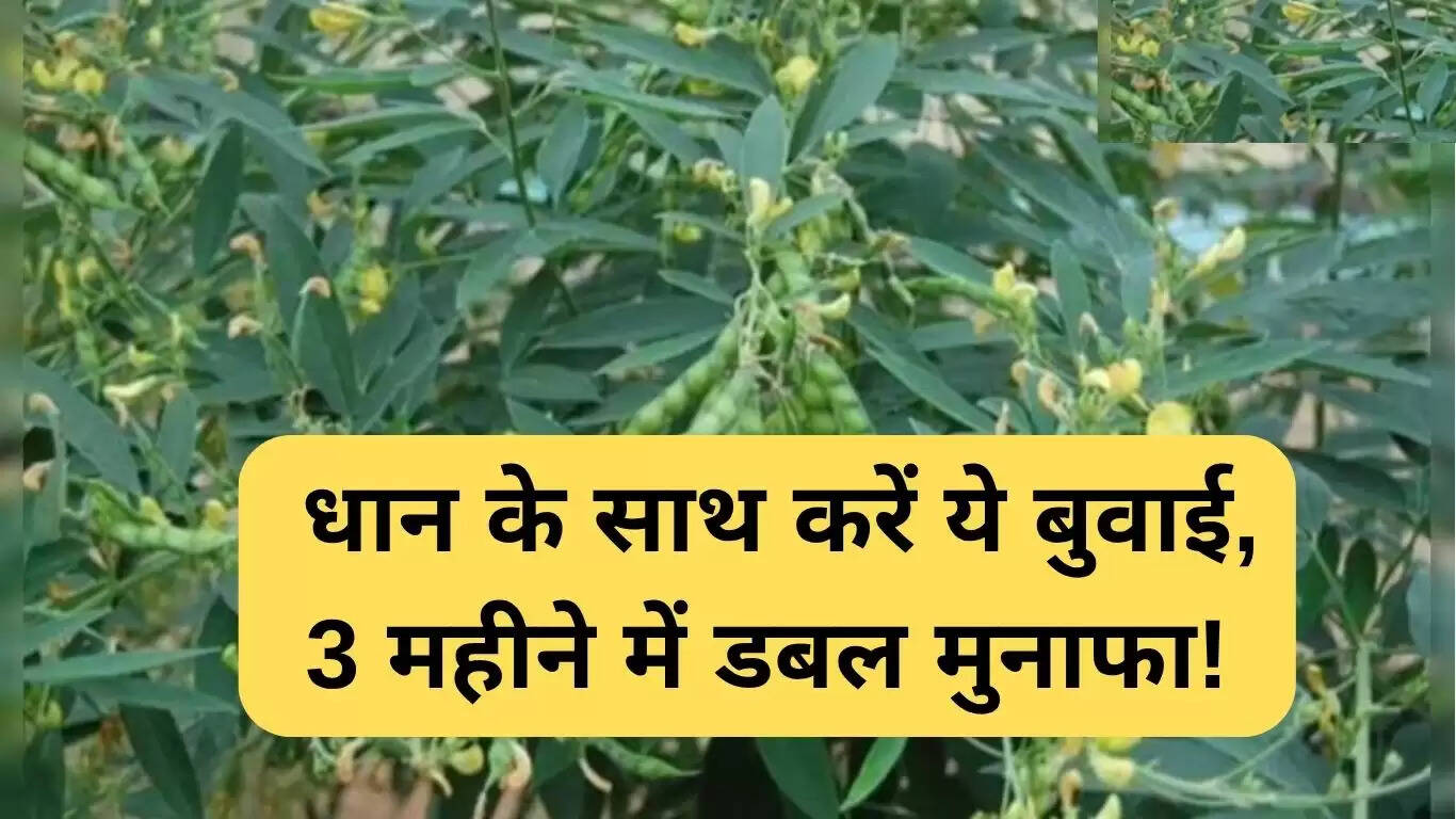 धान के साथ अरहर की खेती: तीन महीने में दोगुना मुनाफा