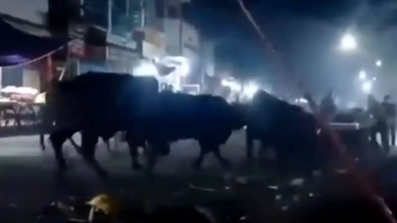 हल्द्वानी में आवारा सांडों की लड़ाई से मची अफरा-तफरी