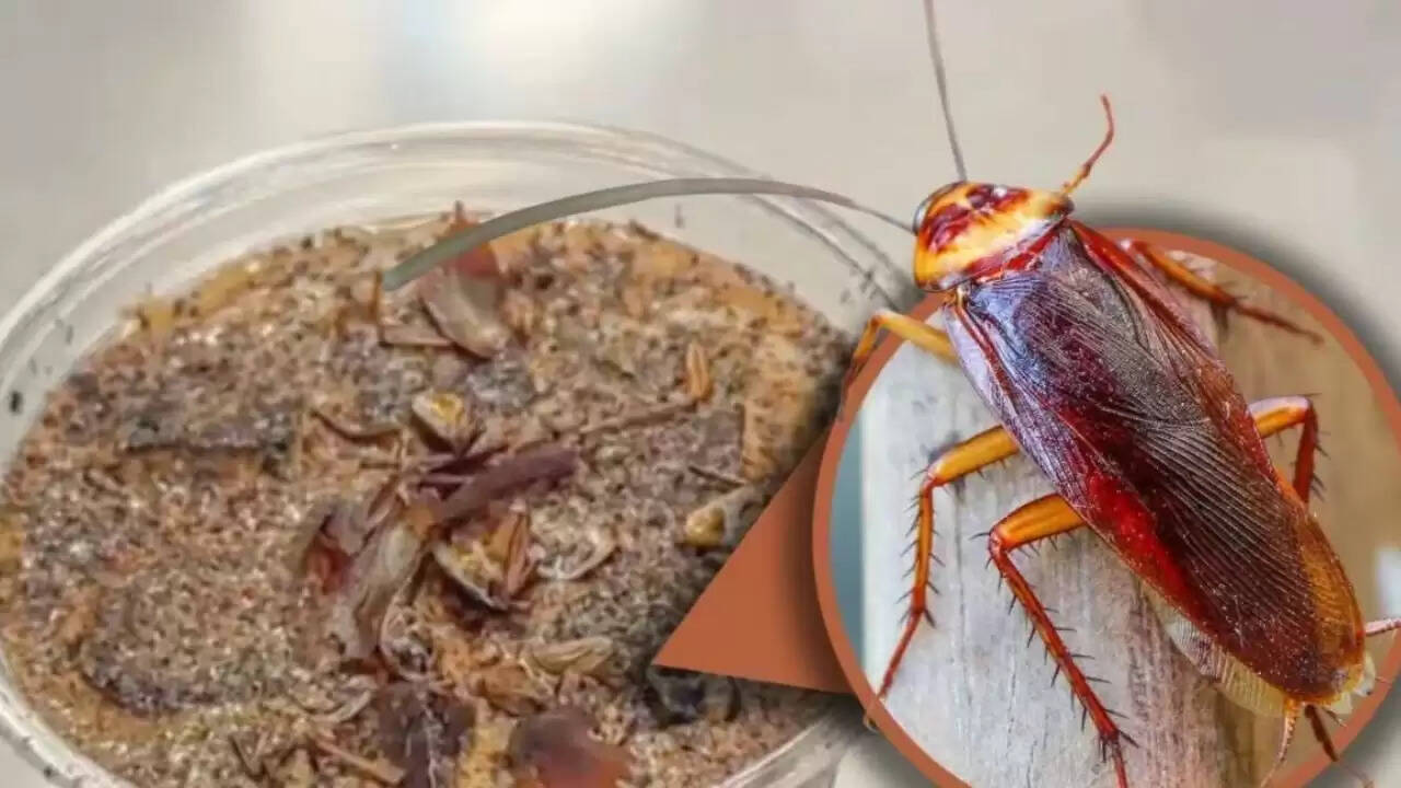 चीन में कॉकरोच कॉफी: क्या यह एक नया ट्रेंड या पागलपन है?
