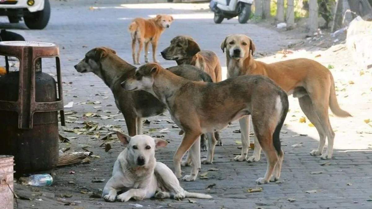 यमुनानगर में आवारा कुत्तों की नसबंदी और टीकाकरण की प्रक्रिया शुरू