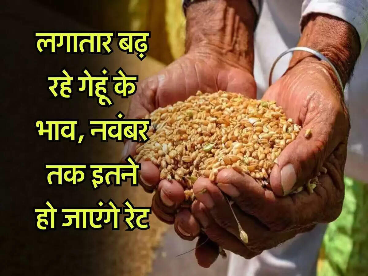 गेहूं की कीमतों में तेजी: जानें ताजा रेट और कारण