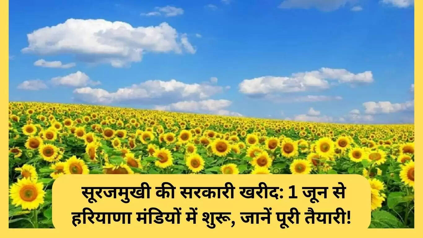हरियाणा में सूरजमुखी की सरकारी खरीद की तैयारी: 1 जून से शुरू