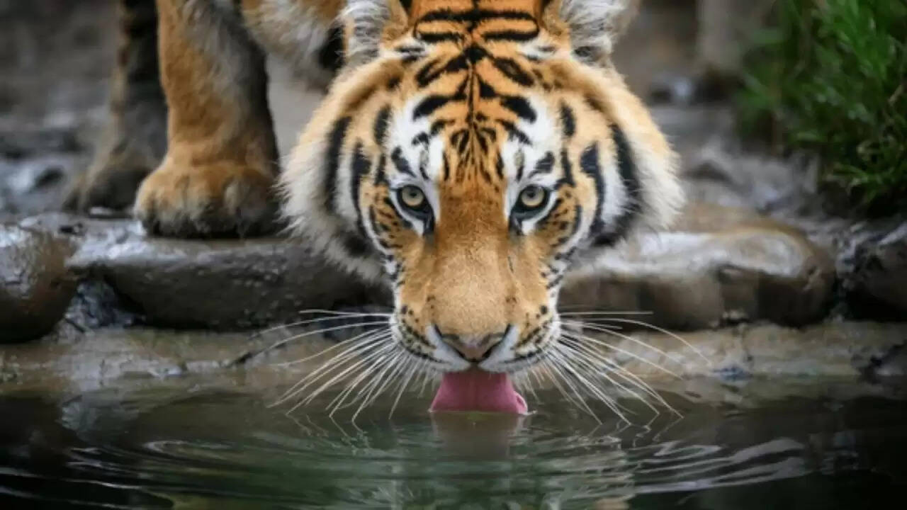 जंगल में बाघ और मगरमच्छ की खतरनाक मुठभेड़ का वीडियो वायरल