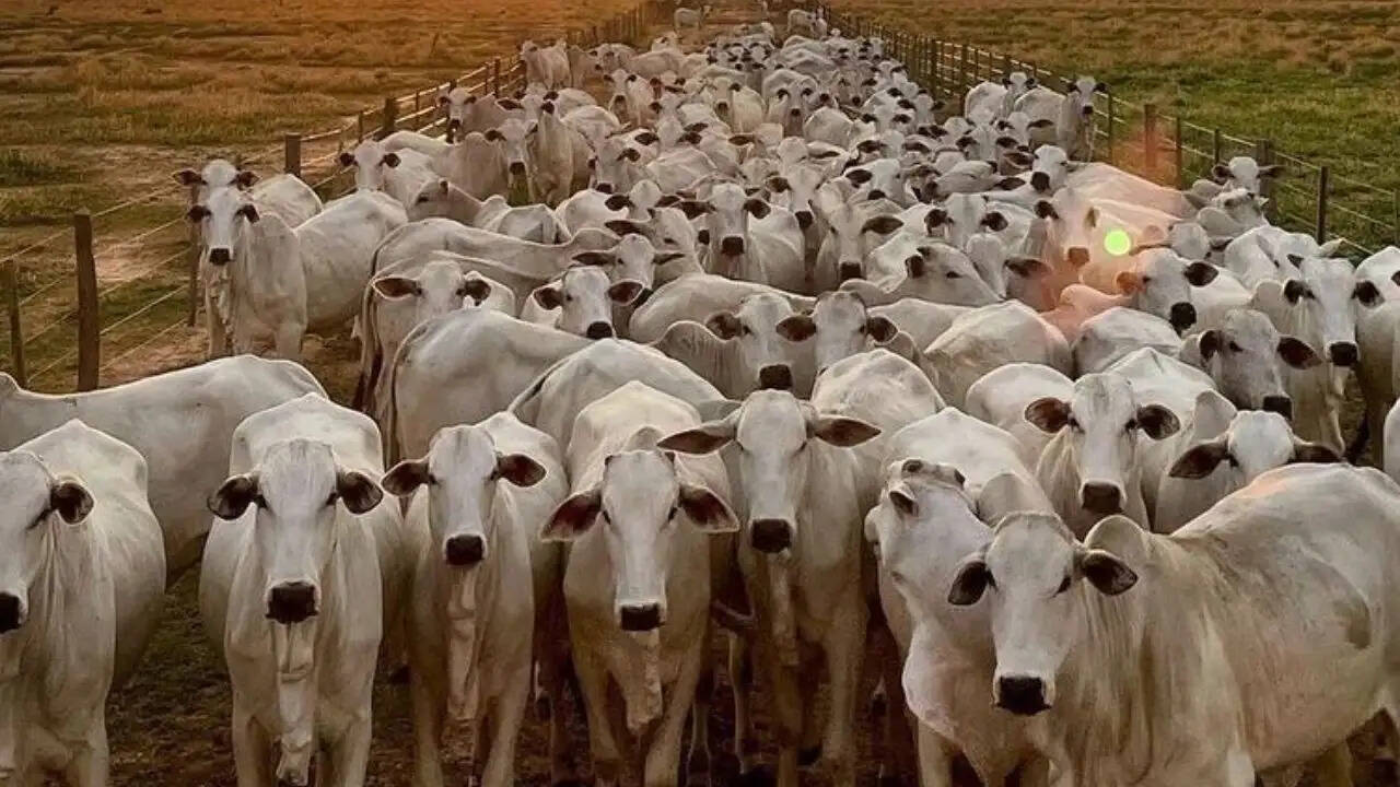 जैसलमेर में सड़ती गायों के शवों का मामला: प्रशासन की कार्रवाई