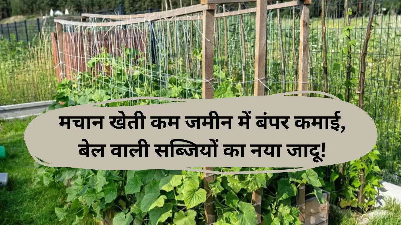 मचान खेती: कम भूमि में अधिक लाभ की नई तकनीक