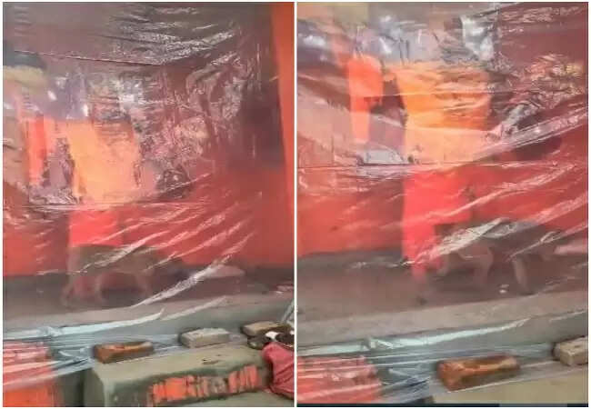 बिजनौर में कुत्ते का हनुमान जी की मूर्ति की परिक्रमा करना बना चर्चा का विषय