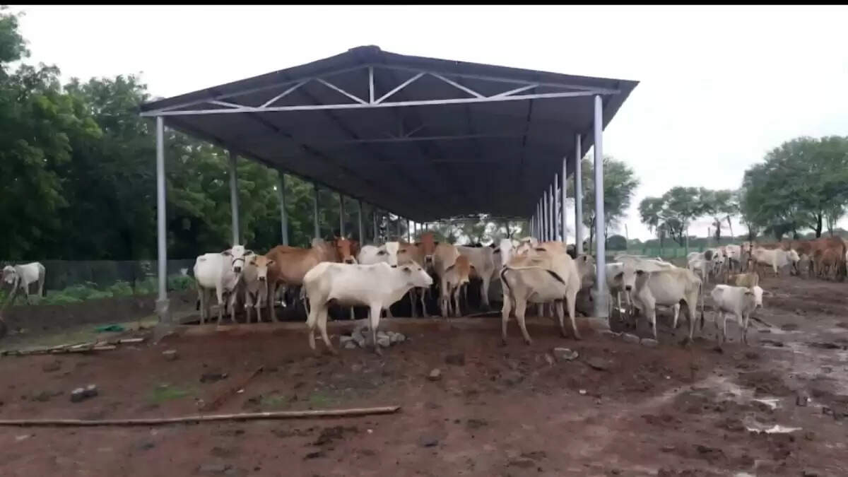 छत्तीसगढ़ में गौधाम योजना: ग्रामीण अर्थव्यवस्था और पशुधन सुरक्षा को मिलेगा नया आयाम