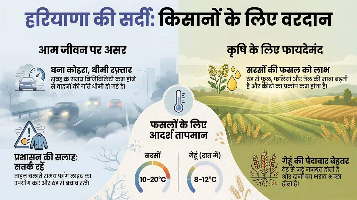 हरियाणा में ठंड का असर: फसलों के लिए फायदेमंद मौसम