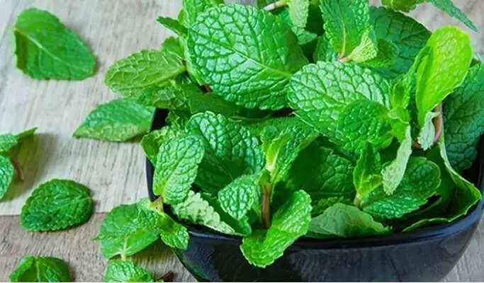 पुदीना: स्वास्थ्य के लिए 5 अद्भुत लाभ