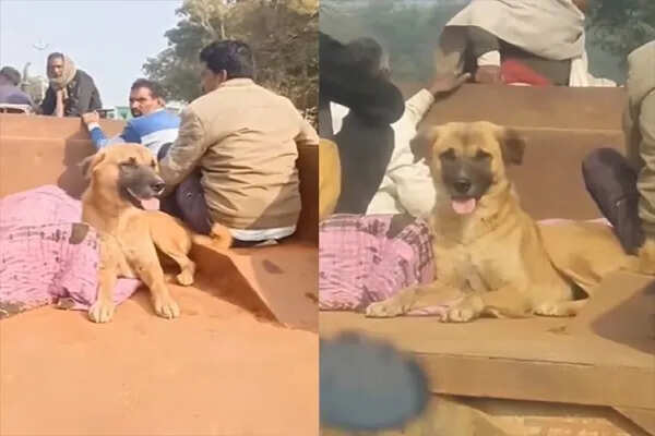 कुत्ते की वफादारी: मालिक की मौत पर मातम मनाने की दिल छू लेने वाली कहानी