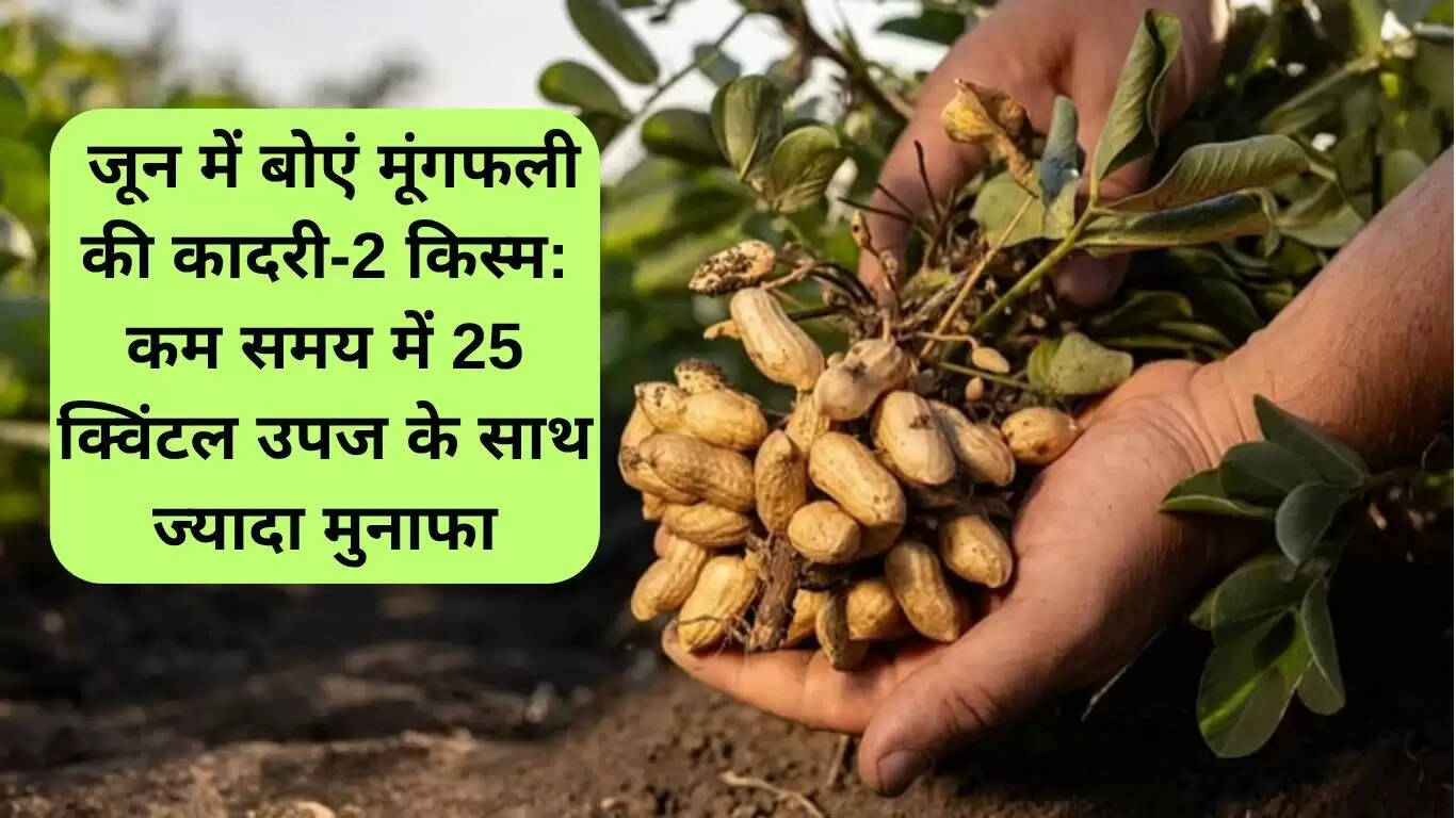 कादरी-2 मूंगफली: जून में बुवाई से अधिक लाभ और कम समय में 25 क्विंटल उपज