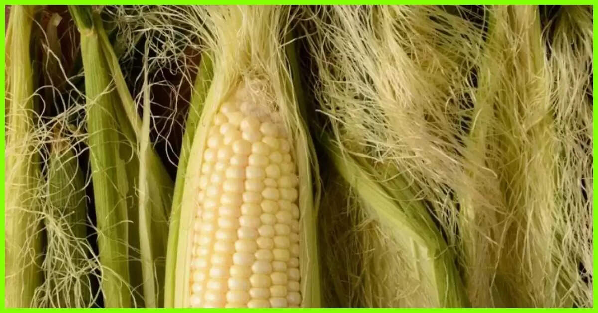 मकई रेशम के अद्भुत स्वास्थ्य लाभ और उपयोग