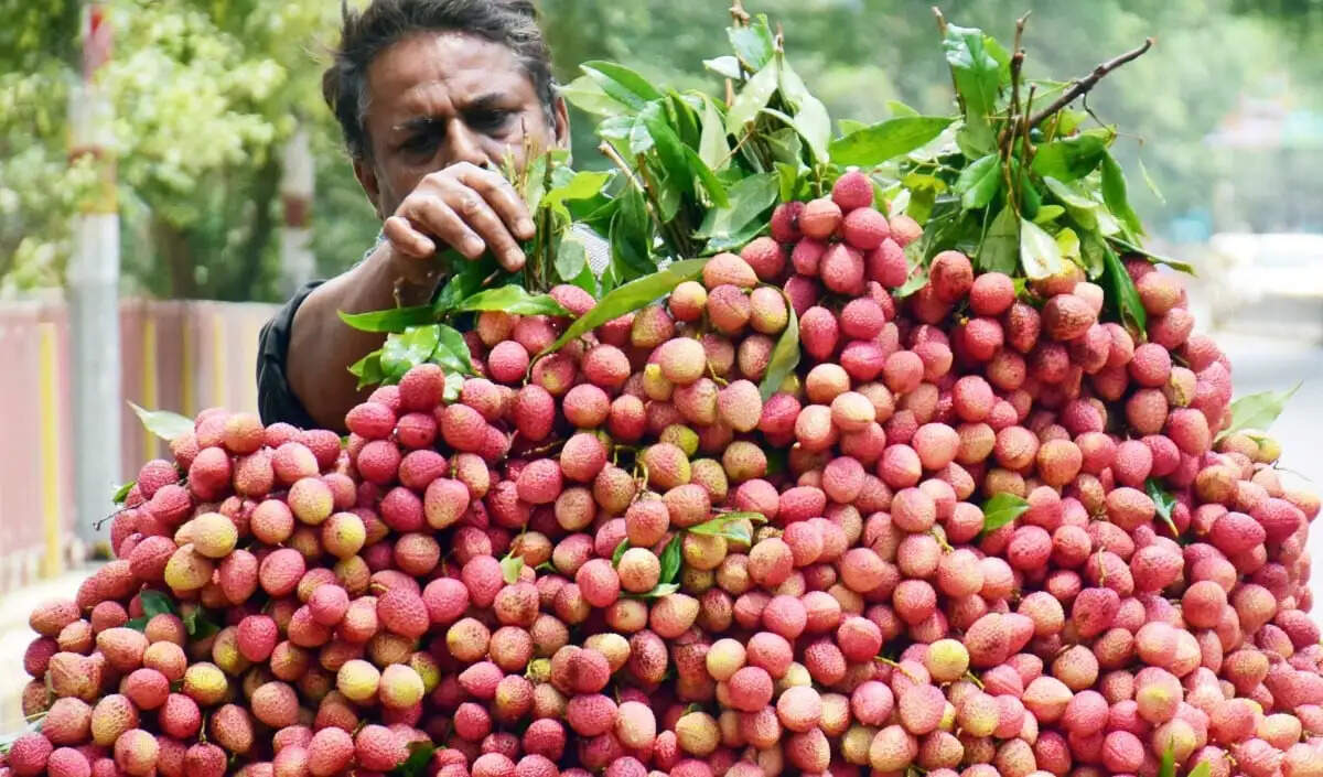 बिहार में लीची फसलों के लिए विशेष कार्यबल का गठन, कीटों के खतरे का सामना