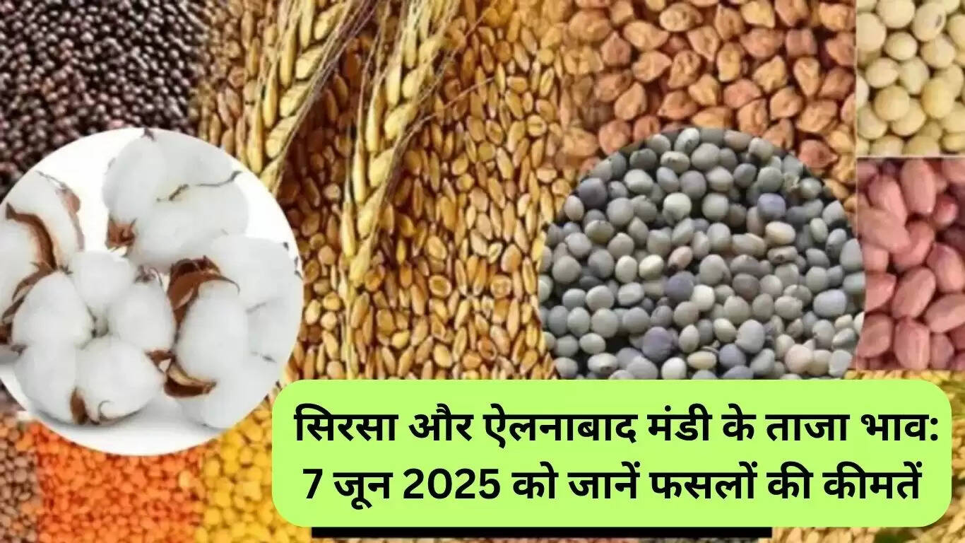सिरसा और ऐलनाबाद मंडियों में फसल भाव: 6 जून 2025 के ताजा रेट