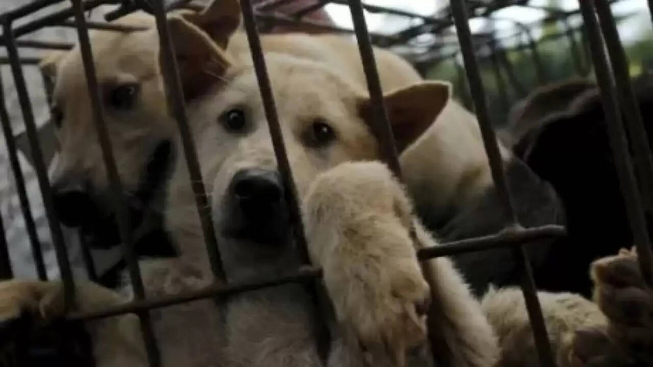 दक्षिण कोरिया में कुत्ते के मांस पर प्रतिबंध: किसानों की मुश्किलें बढ़ीं