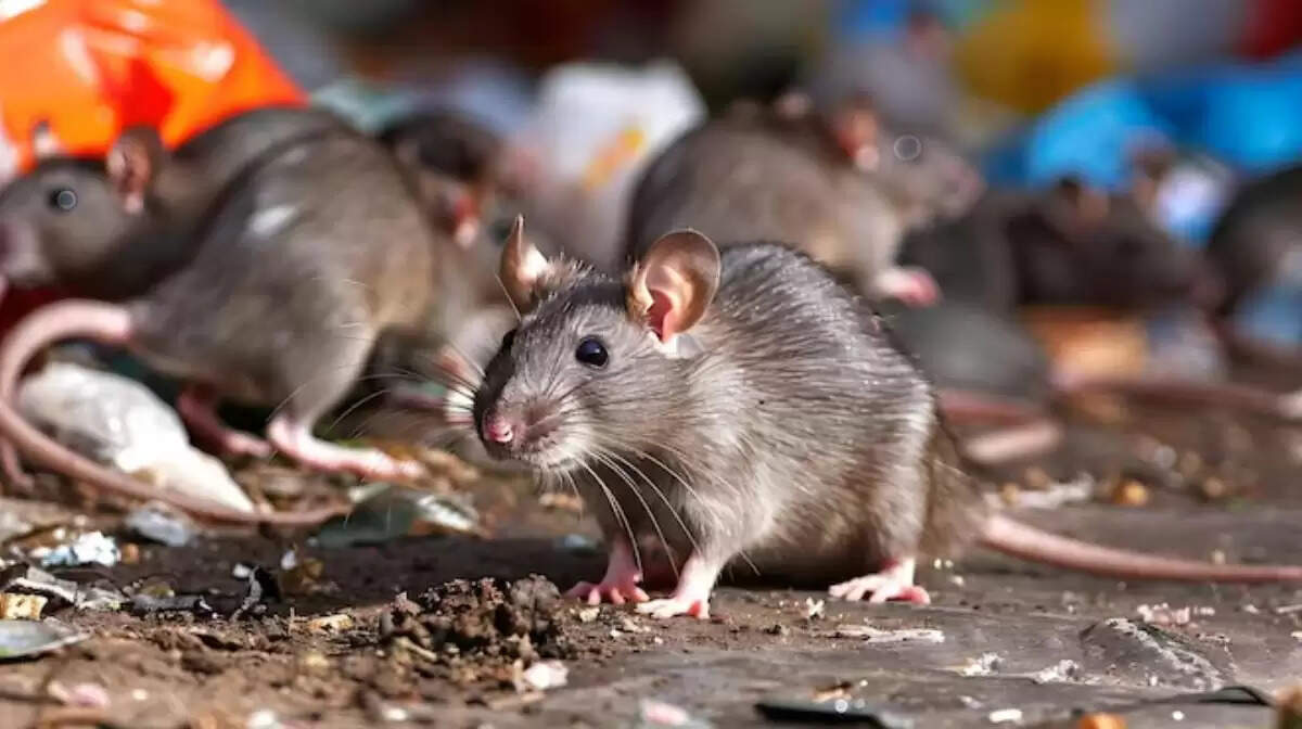 मानसून में लेप्टोस्पायरोसिस: जानें लक्षण और बचाव के उपाय