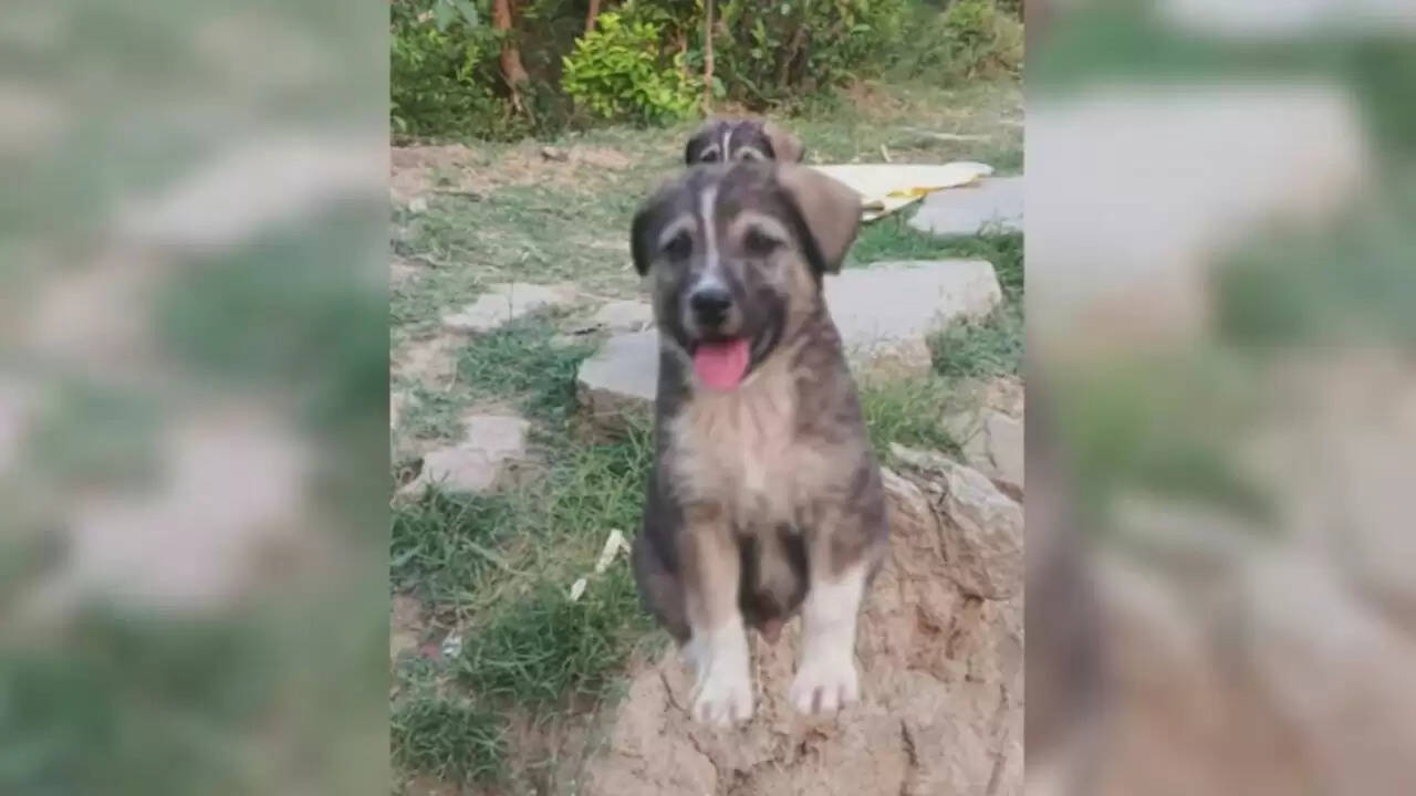 हिमाचल प्रदेश में कुत्ते की बहादुरी: भूस्खलन से 67 लोगों की जान बचाई