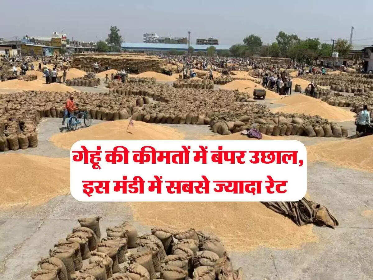 गेहूं की कीमतों में वृद्धि: किसानों को मिल रहा लाभ