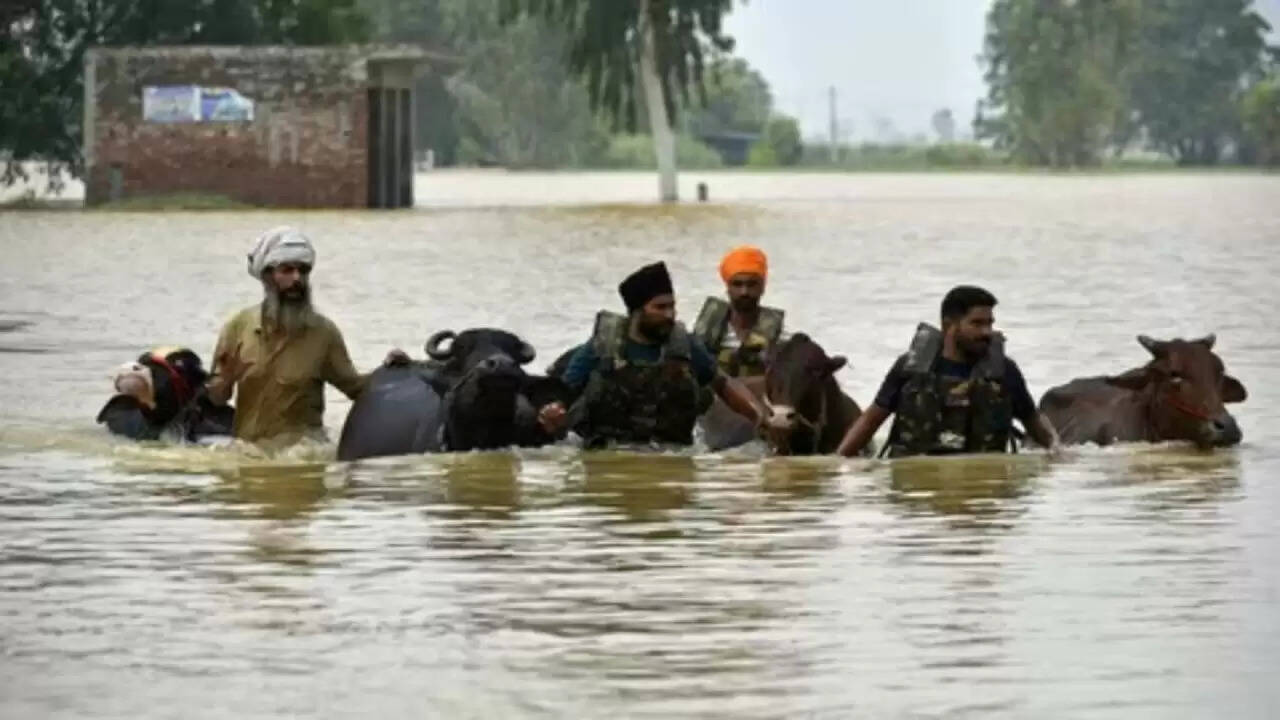 पंजाब में बाढ़: जानवरों की रक्षा में इंसानियत की मिसाल