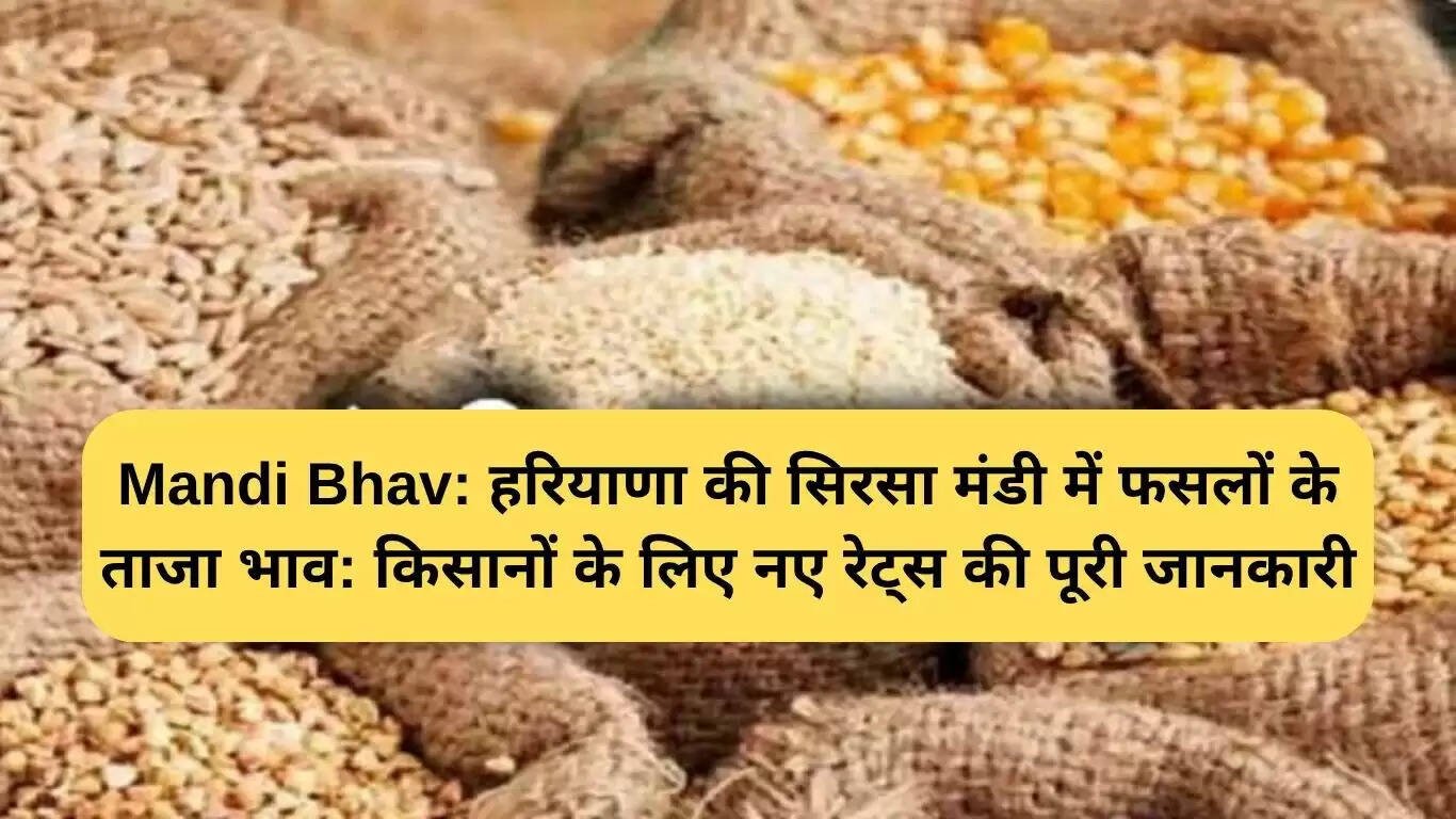 सिरसा मंडी में फसलों के ताजा भाव: किसानों के लिए महत्वपूर्ण जानकारी