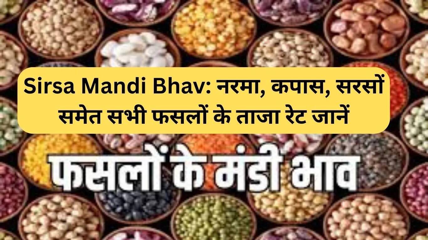 सिरसा मंडी में फसलों के ताजा भाव: जानें नरमा, कपास और सरसों के रेट