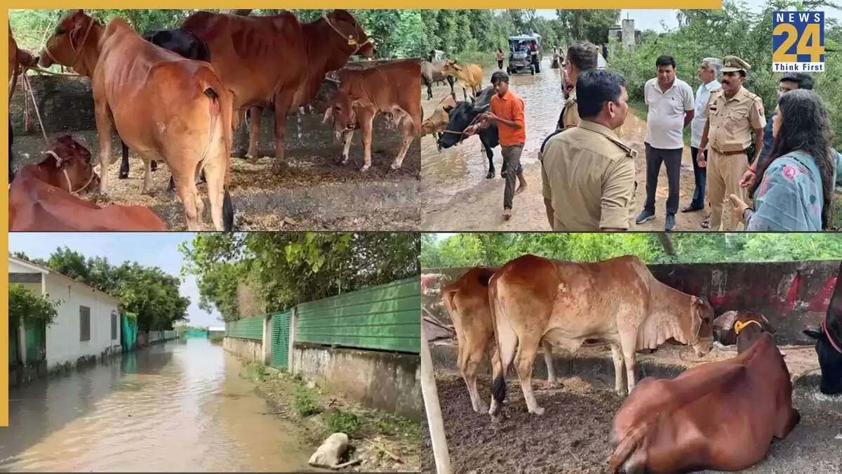 नोएडा में यमुना का जलस्तर बढ़ा, हजारों फार्महाउस और मवेशी प्रभावित