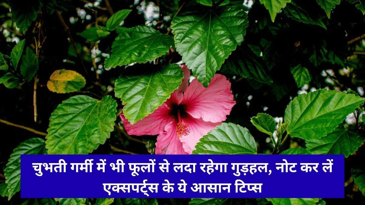 गर्मी में गुड़हल की देखभाल के लिए उपयोगी सुझाव