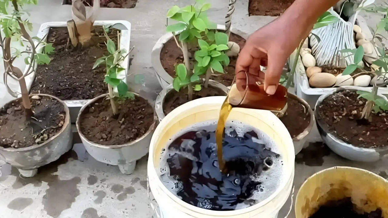 गर्मी में पौधों की देखभाल के लिए बेहतरीन घरेलू उपाय