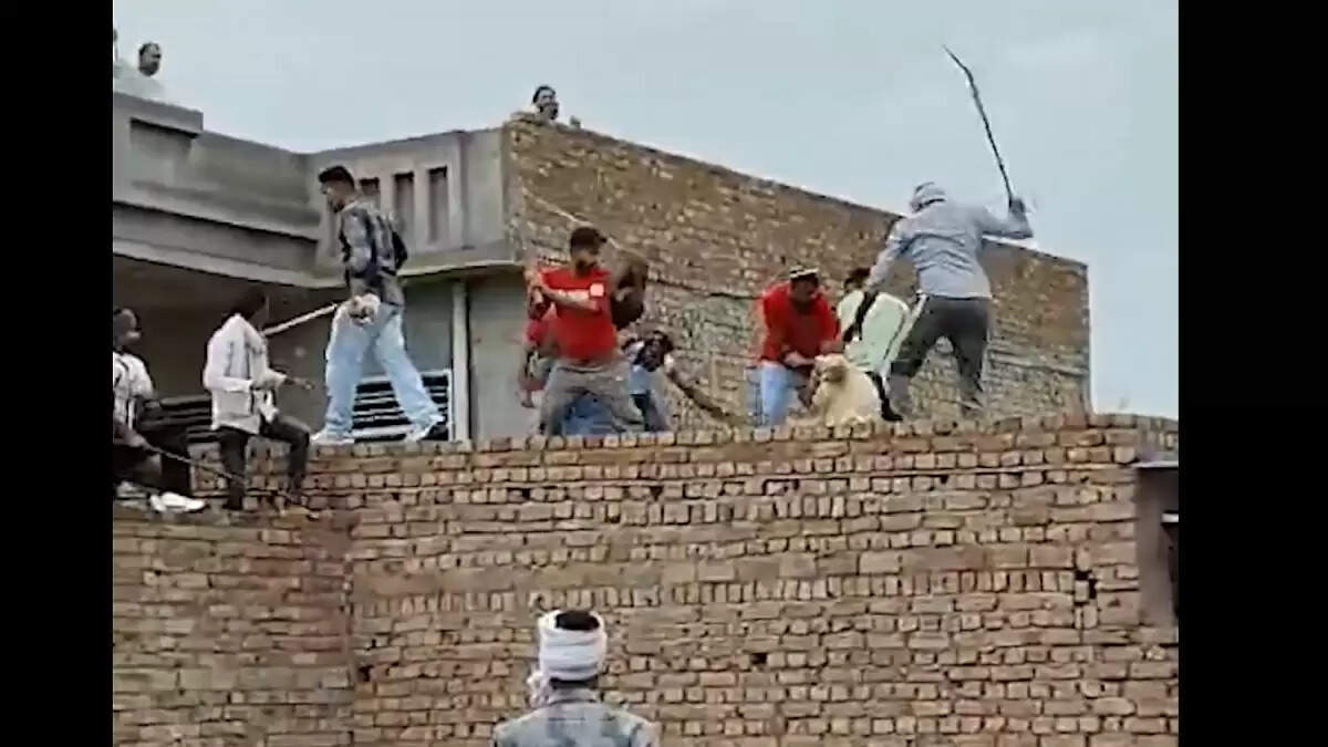 राजस्थान में जमीन विवाद पर दो परिवारों के बीच हिंसक झड़प, वीडियो वायरल