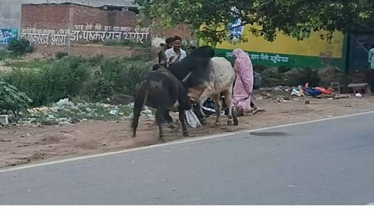 बदायूं में सांडों की लड़ाई से महिला घायल, स्थानीय लोगों ने बचाई जान