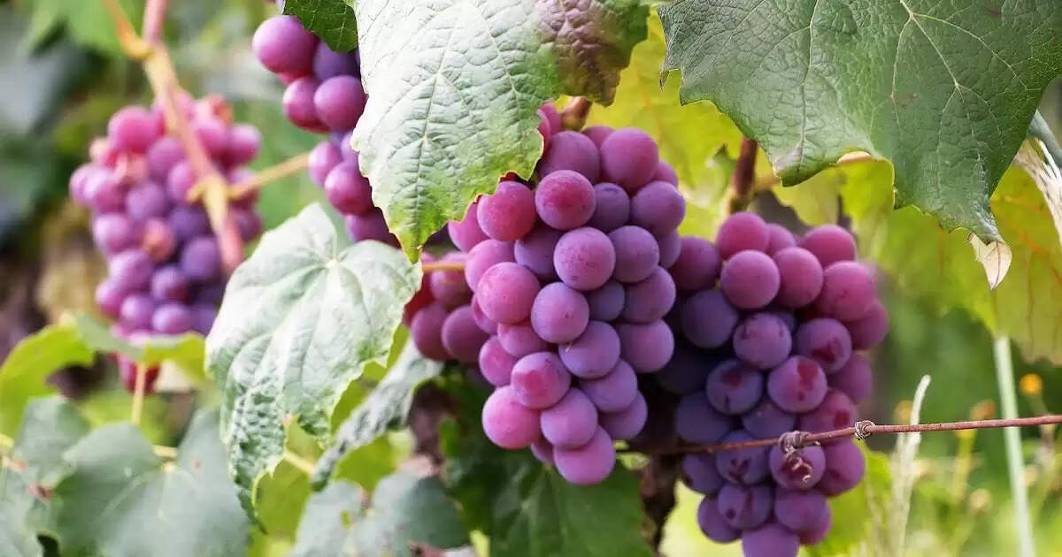 अंगूर के स्वास्थ्य लाभ: रोजाना सेवन के फायदे