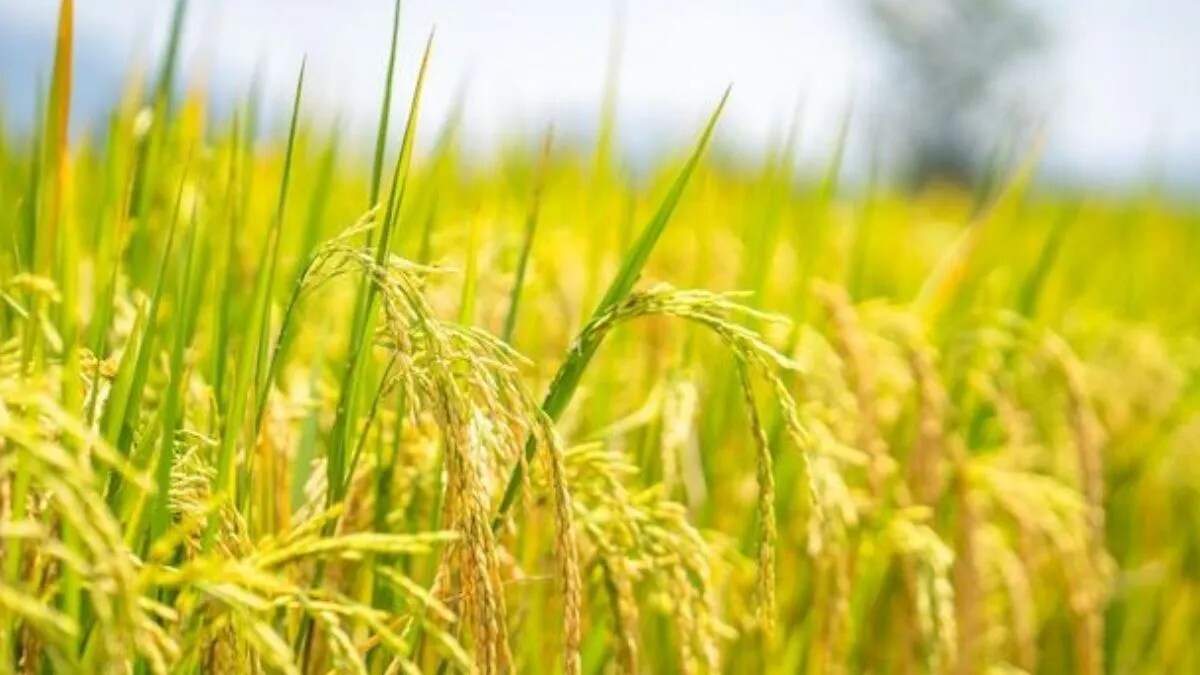 कैथल में धान की पैदावार में गिरावट, किसानों को हो रहा भारी नुकसान