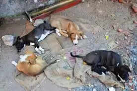 चंडीगढ़ में नए पालतू और सामुदायिक कुत्तों के उपनियम 2025 की घोषणा