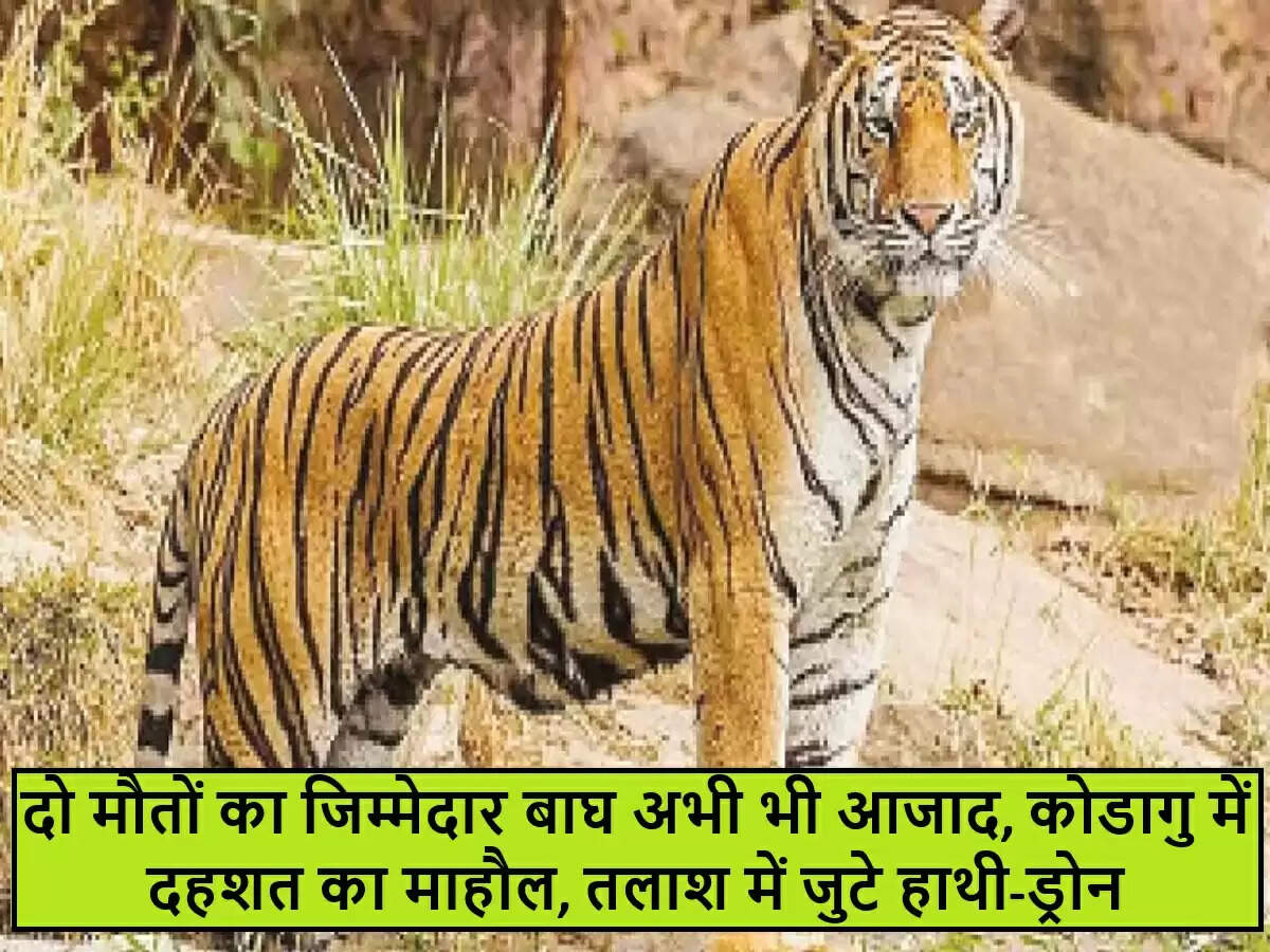 कर्नाटक में आदमखोर बाघ का आतंक: महिला की हत्या के बाद खोज जारी
