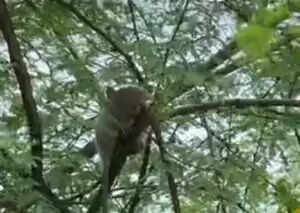 प्रयागराज में बाढ़ के बीच सांप और चूहा एक पेड़ पर साथ बैठे