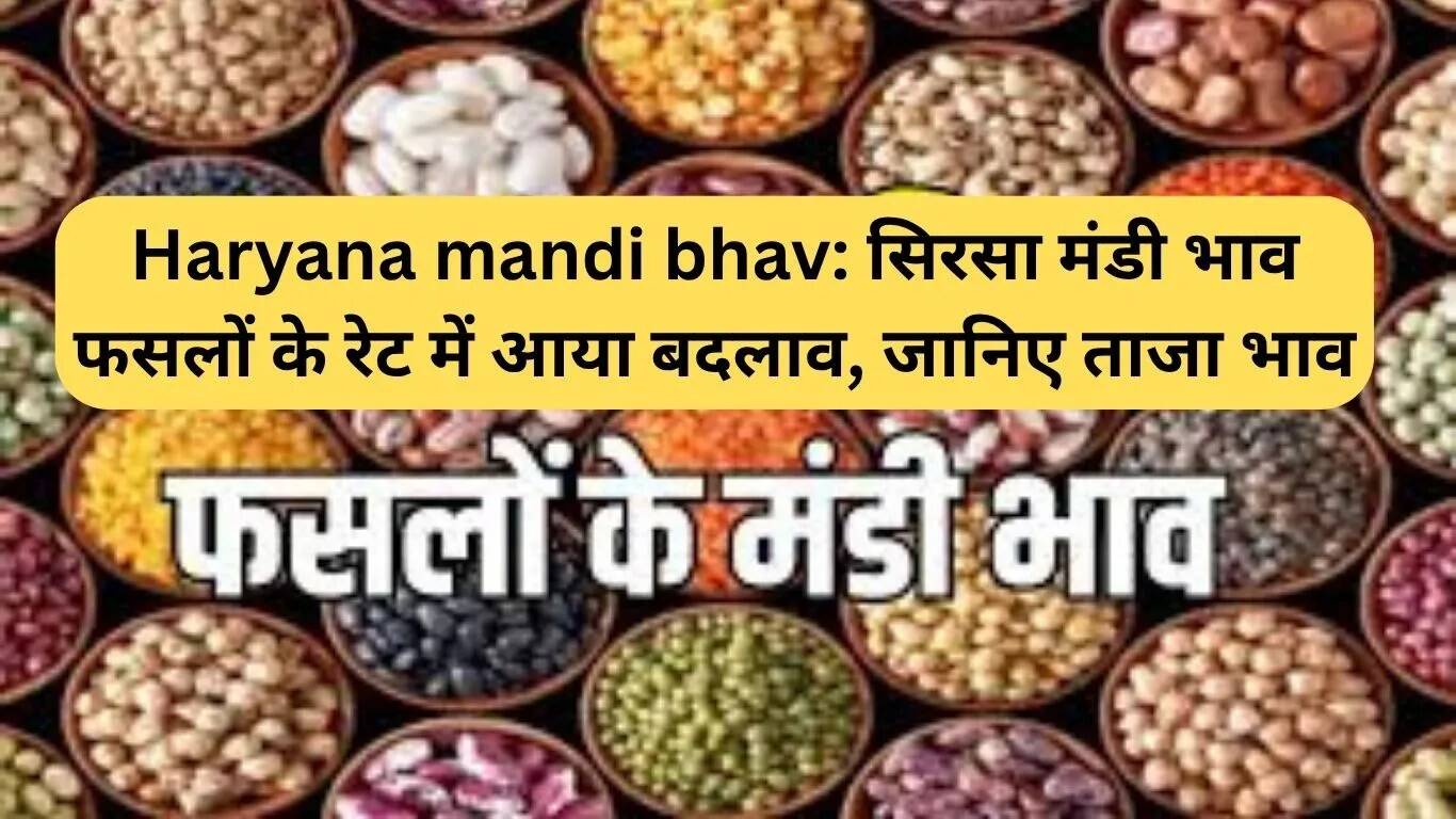 सिरसा मंडी में फसलों के भाव में बदलाव: जानें ताजा रेट