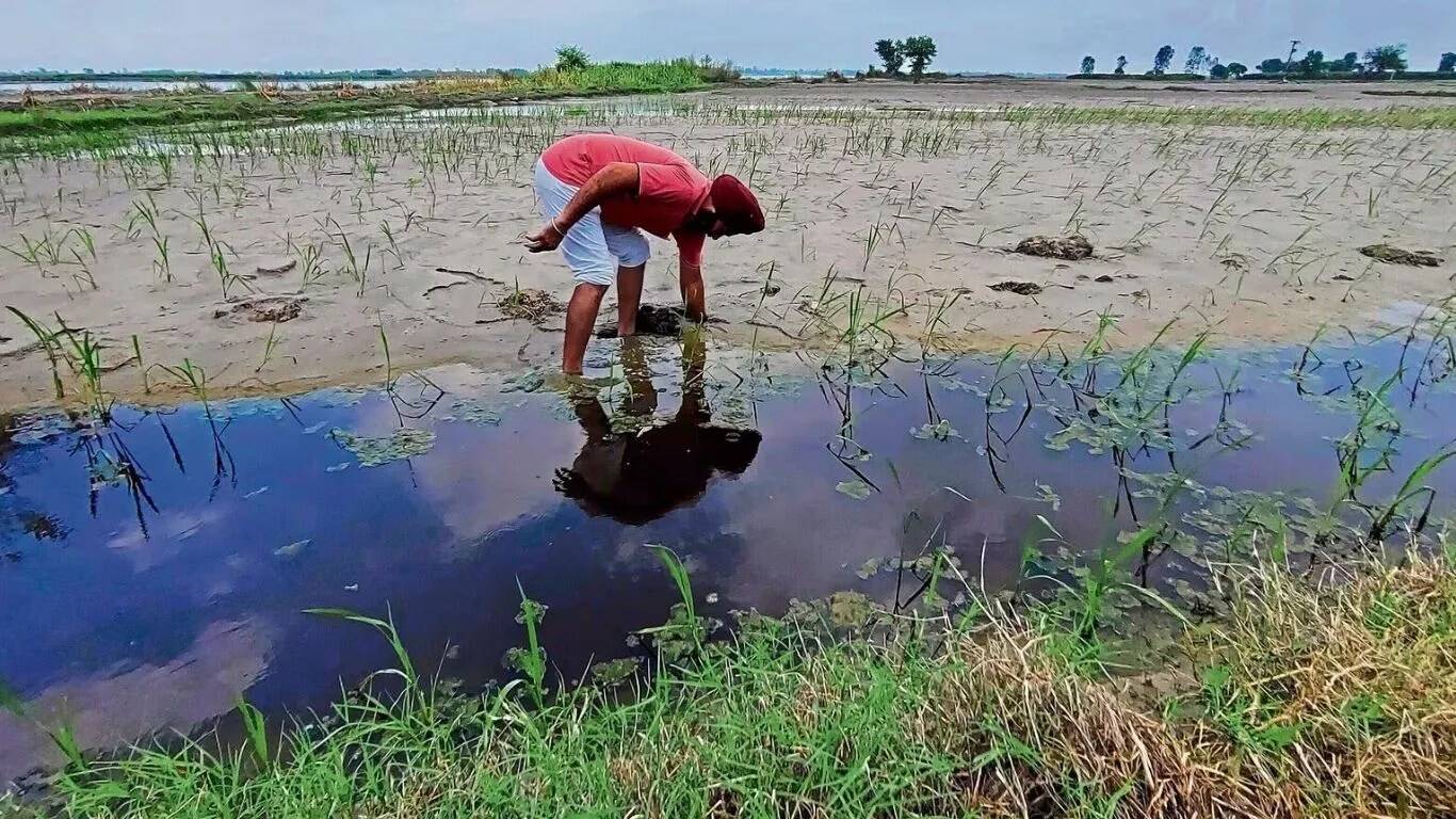 डबवाली में बेमौसमी बारिश से फसलों को भारी नुकसान