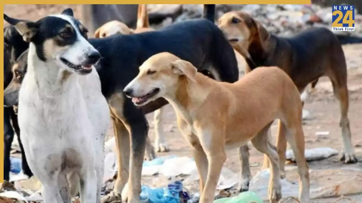 दिल्ली में आवारा कुत्तों के लिए माइक्रोचिपिंग योजना की शुरुआत