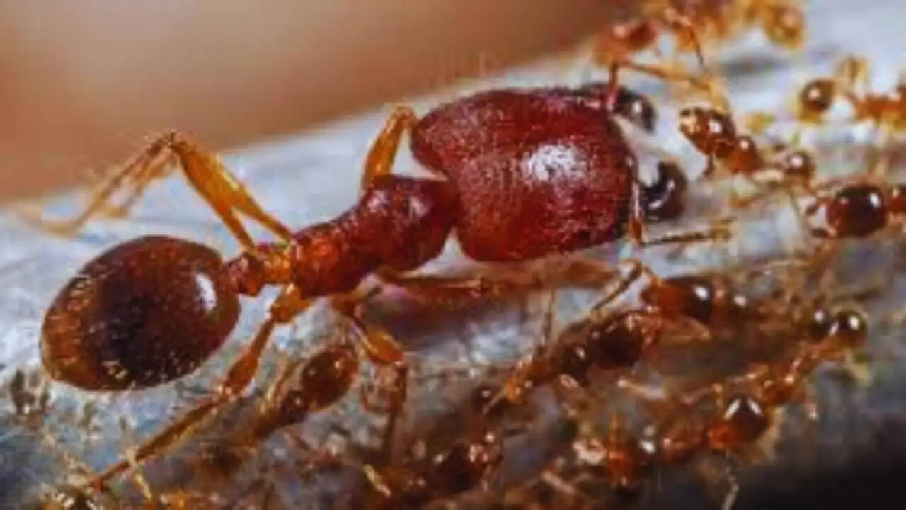केन्या में चींटी तस्करी का बढ़ता कारोबार: जानें क्यों बन रहा है गिलगिल हॉटस्पॉट