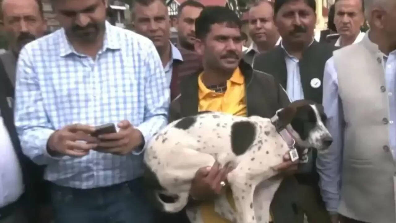 शिमला नगर निगम की डिजिटल पहल: आवारा कुत्तों की गिनती में जीपीएस तकनीक का उपयोग