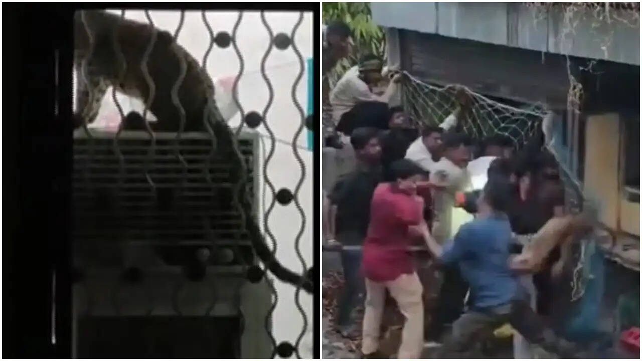 महाराष्ट्र में तेंदुए का रेस्क्यू: अमरावती में घुसा, तीन घंटे चला अभियान