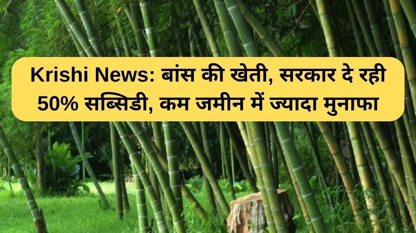 बांस की खेती में 50% सब्सिडी, छोटे किसानों के लिए लाभकारी योजना